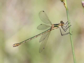 emerald damselfly emerald damselfly