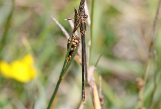 emerald damselflyb emerald damselflyb