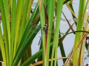 Emperor-Dragonfly-Roger-Foster-gallery