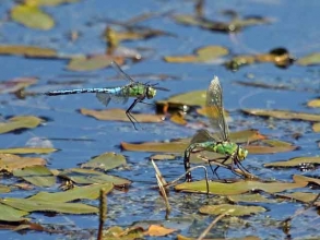 emperor dragonfly