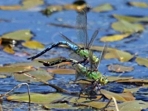 emporer dragonflies