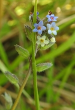 Field Forget-me-not_edited-1