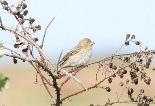 Common-Rosefinch-1-Jimmy-Steele-gallery