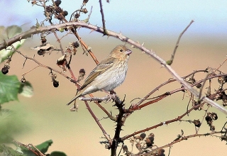 Common-Rosefinch-2-Jimmy-Steele-gallery