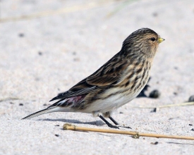 Twite-10-Hector-Galley-April-17