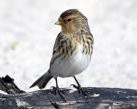 Twite-11-Hector-Galley-April-17