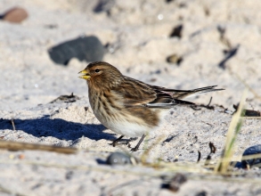 Twite