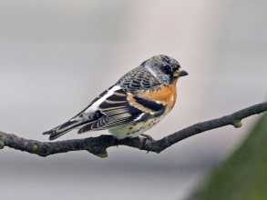 brambling B