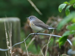 Red-breasted-Flycatcher-Jimmy-Steele