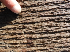 Huge  Sigillaria outer bark (C)