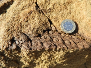 Lepidodendron (1)