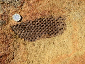 Lepidodendron  aculeatum