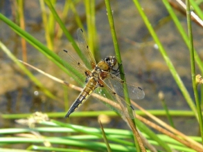 Four Spotted Chaser_edited-1