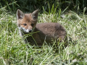 Fox-Derek-Bilton-gallery2