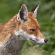 Fox-Derek-Bilton