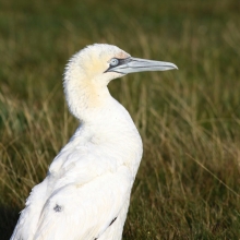 Gannet-1-David-Dack-Gallery1 Gannet-1-David-Dack-Gallery1