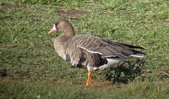 Euro-White-fronted-Goose-Jimmy-Steele-gallery