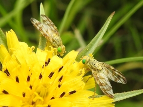 Goat's-Beard_edited-1