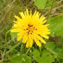 Goat's beard_edited-1