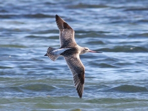 Bar-tailed-Godwit-Roger-Foster-2-gallery