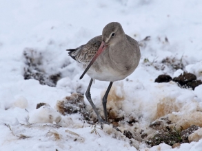 black tailed godwit7