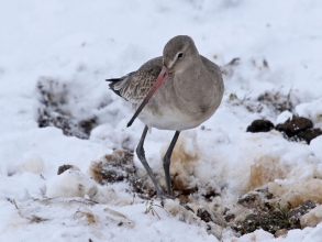black tailed godwit7 black tailed godwit7