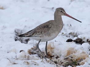 black tailed godwit8 black tailed godwit8
