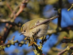 Goldcrest-Roger-Foster-gallery