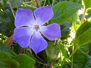 Greater Periwinkle-1_edited-1