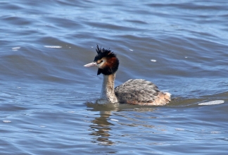 GC Grebe2 GC Grebe2