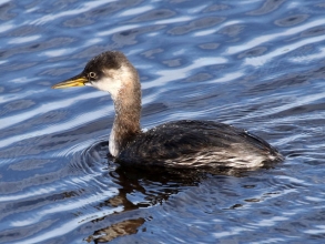 Red necked Grebeb