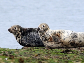 Grey-Seal-gallery-2