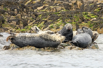 Grey-Seals-1-Adriana-Buskin-gallery