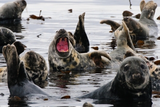 Grey-Seals-gallery-2