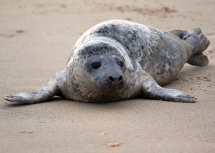 seal pup3