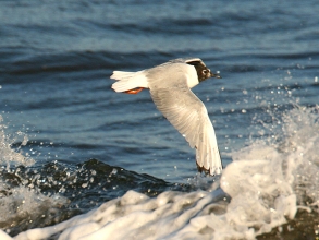 Bonapartes-Gull-1-Jimmy-Steele-gallery Bonapartes-Gull-1-Jimmy-Steele-gallery