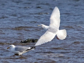 Iceland-Gull-12-Hector-Galley-April-17