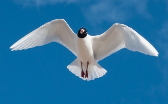 Med-Gull-1-Jack-Bucknall-March-17-Newbiggin