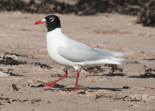 Med-Gull-3-Jack-Bucknall-March-17-Newbiggin