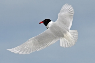 Med-Gull-7-JB-02-16-Newbiggin-bs