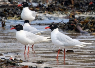 Newbiggin-Med-Gull-1-Hector-Galley Newbiggin-Med-Gull-1-Hector-Galley