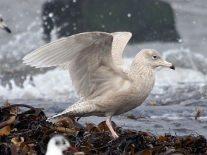 glaucous gull2
