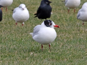 med gull winter partial hood