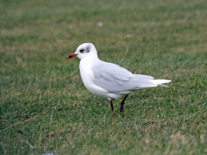 med gull winter plumage 2 med gull winter plumage 2