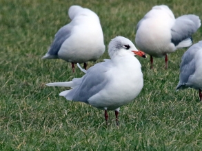med gull winter plumage med gull winter plumage