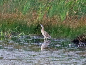 Bittern Bittern