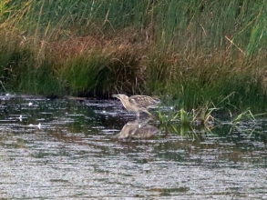 Bittern2 Bittern2