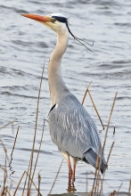 Grey-Heron-March-2012-A-Buskin Grey-Heron-March-2012-A-Buskin