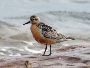 Knot at Beacons