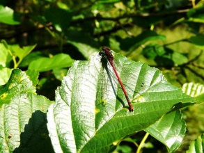 Large-Red-Damselfly-Roger-Foster-gallery Large-Red-Damselfly-Roger-Foster-gallery